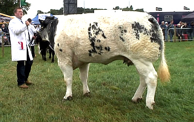 Bringlee Vandy at Nantwich